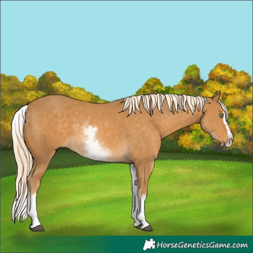 Horse Color:Palomino Splash  and White Spotted Palomino Splash 