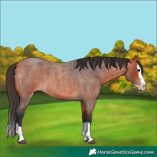 Horse Color:Bay Roan Splash 