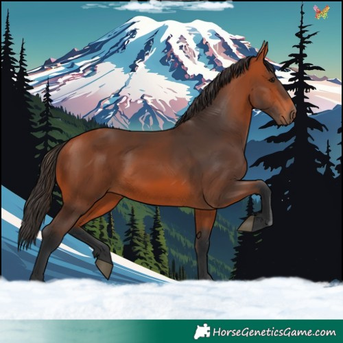 Horse Color:Bay 