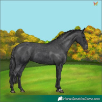 Horse Color:Black Varnish 