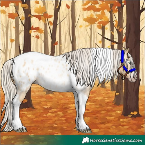 Horse Color:Gray Silver Amber Cream Champagne Roan Dun Splash Tobiano Frame Near Leopard Rabicano