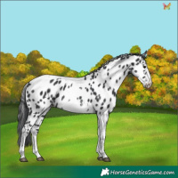 Horse Color:White Spotted Black Splash Tobiano Frame Near Leopard 