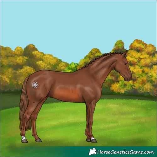 Horse Color:Chestnut 