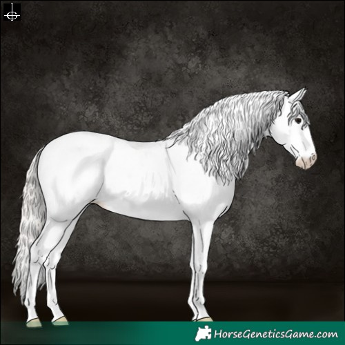 Horse Color:White Spotted Silver Black 