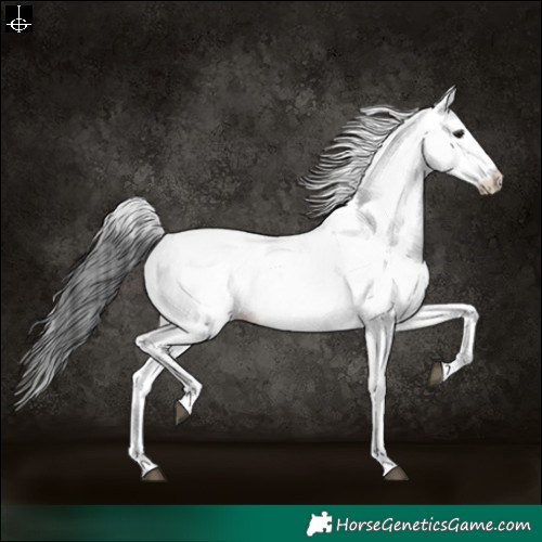 Horse Color:White Spotted Black Blanket 