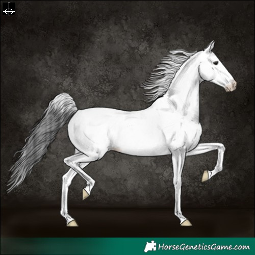 Horse Color:White Spotted Black Appaloosa 