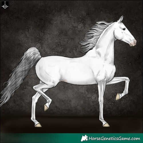 Horse Color:White Spotted Black Appaloosa 
