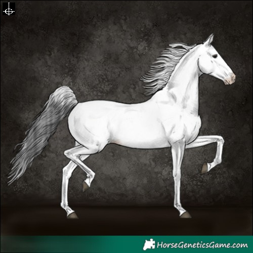 Horse Color:White Spotted Black 