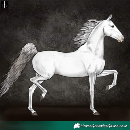 Horse Color:White Spotted Bay Appaloosa 