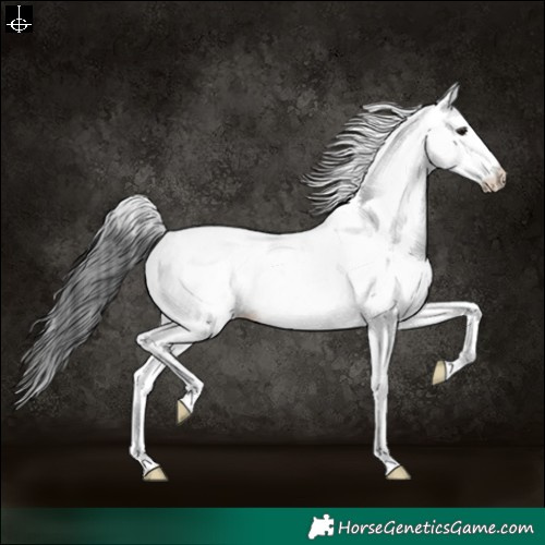 Horse Color:White Spotted Grullo 