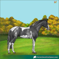 Horse Color:White Spotted Black Splash Tobiano Frame Appaloosa 