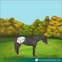 Horse Color:Smoky Black Appaloosa 