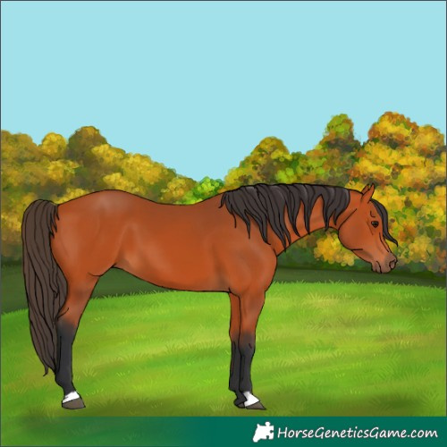 Horse Color:Bay 
