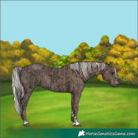 Horse Color:Black and Silver Black