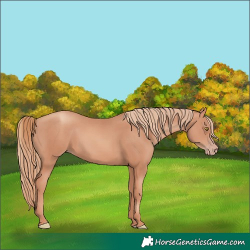 Horse Color:Gold Champagne 