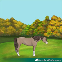 Horse Color:Classic Champagne Splash