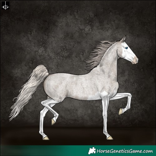 Horse Color:Silver Grullo Roan Splash 