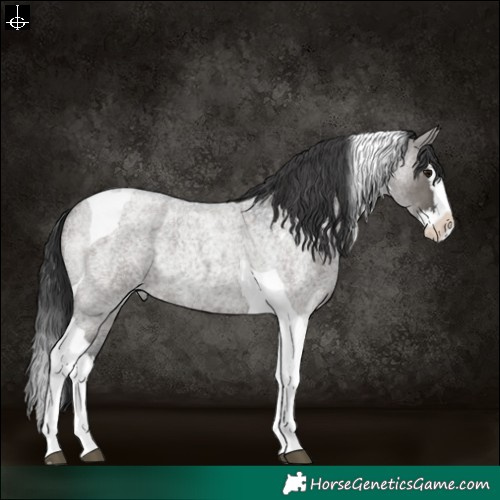 Horse Color:Grullo Roan Splash Tobiano Rabicano 