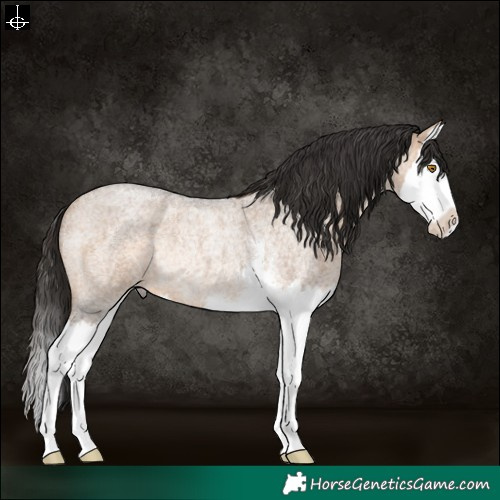 Horse Color:Bay Roan Dun Sabino Splash Rabicano 