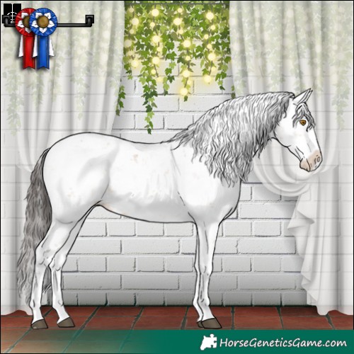 Horse Color:Bay Dun Sabino Splash 