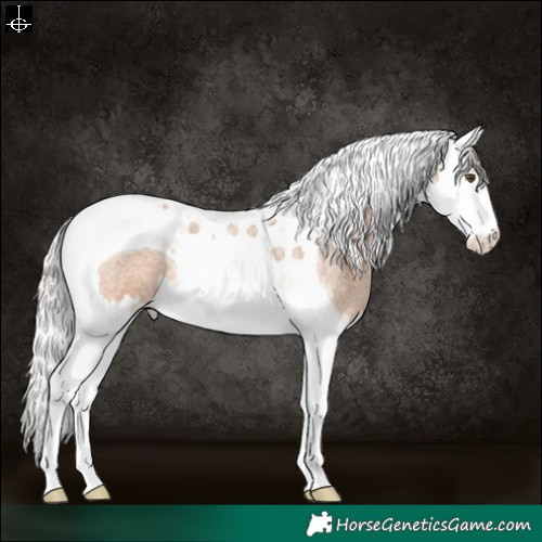Horse Color:Silver Bay Roan Dun Splash Tobiano 
