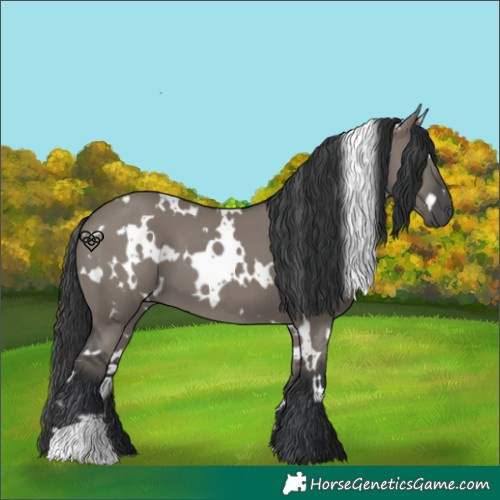 Horse Color:White Spotted Grullo 