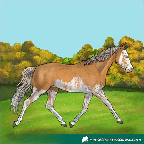 Horse Color:Palomino Splash  and Palomino Splash 