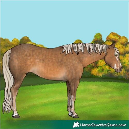 Horse Color:Chocolate Palomino Splash  and Chocolate Palomino 