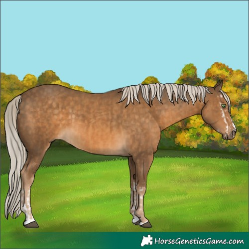 Horse Color:Chocolate Palomino Splash  and Chocolate Palomino 