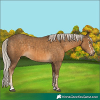 Horse Color:Chocolate Palomino Splash and Chocolate Palomino