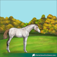 Horse Color:White Spotted Liver Red Dun Roan 