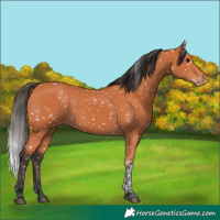 Horse Color:Bay Tobiano Snowflake Varnish