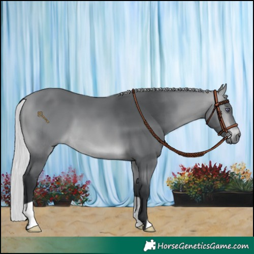 Horse Color:Silver Bay Chinchilla 