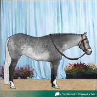 Horse Color:Silver Bay Chinchilla 
