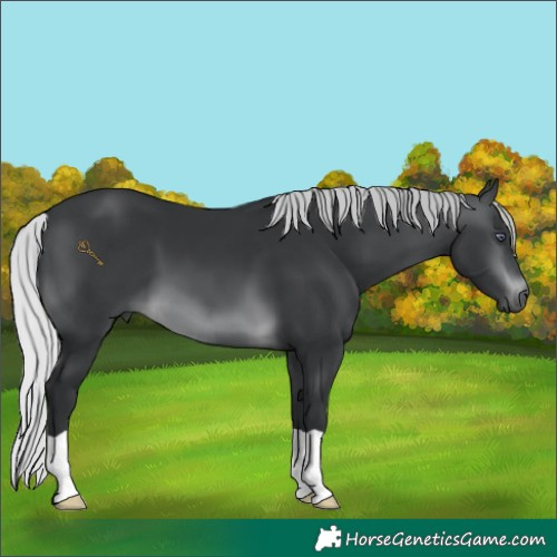 Horse Color:Silver Brown Chinchilla 