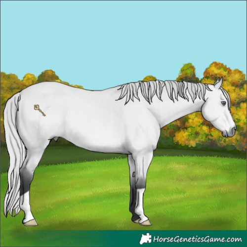 Horse Color:Silver Bay Chinchilla 