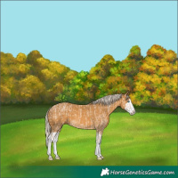 Horse Color:Cremello Splash and Palomino Splash