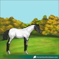 Horse Color:Black Appaloosa