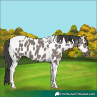 Horse Color:Grullo Tobiano Appaloosa