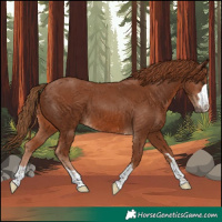 Horse Color:Chestnut 