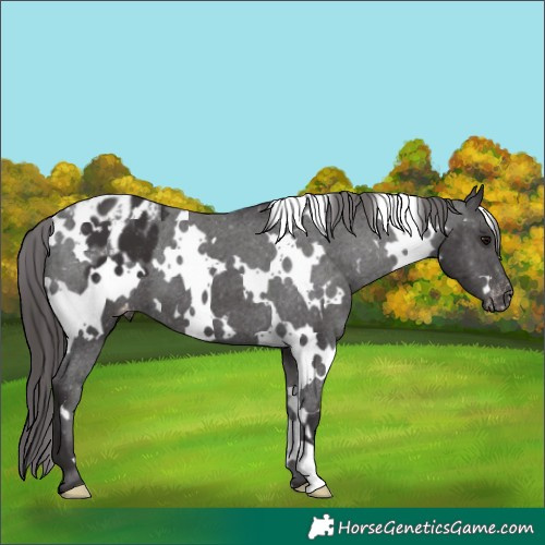 Horse Color:White Spotted Smoky Black Appaloosa 