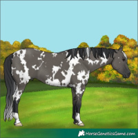 Horse Color:White Spotted Grullo 