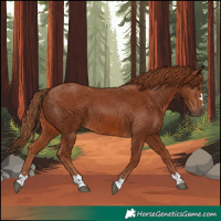 Horse Color:Chestnut 