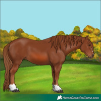 Horse Color:Chestnut 
