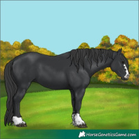 Horse Color:Black 
