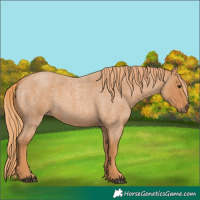 Horse Color:Red Roan 