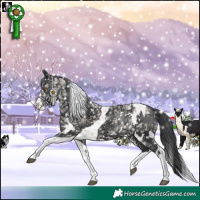 Horse Color:White Spotted Black Splash Tobiano 