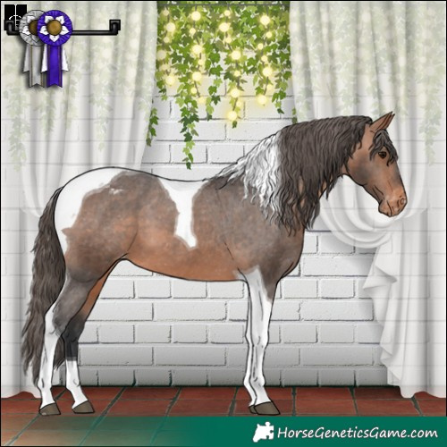 Horse Color:Bay Tobiano Appaloosa 