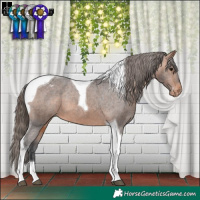 Horse Color:Bay Tobiano Appaloosa