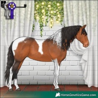 Horse Color:Bay Tobiano Appaloosa 
